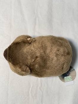 Amazon.co.jp: 五月山動物園 ウォンバット ぬいぐるみ : おもちゃ